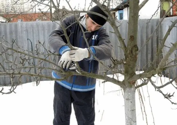 How and when to prune fruit trees in spring