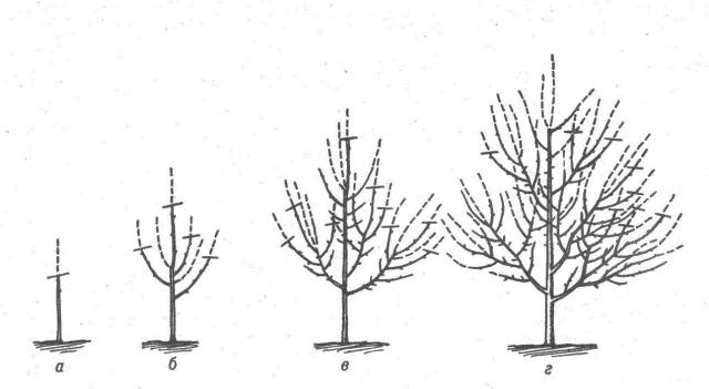 How and when to prune fruit trees in spring