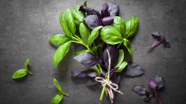 How and when to sow basil for seedlings