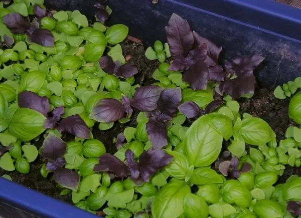 How and when to sow basil for seedlings