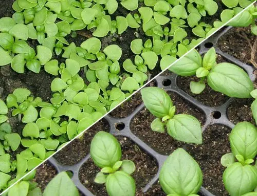 How and when to sow basil for seedlings