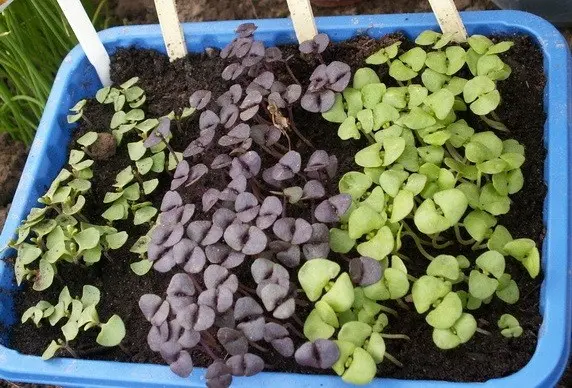 How and when to sow basil for seedlings