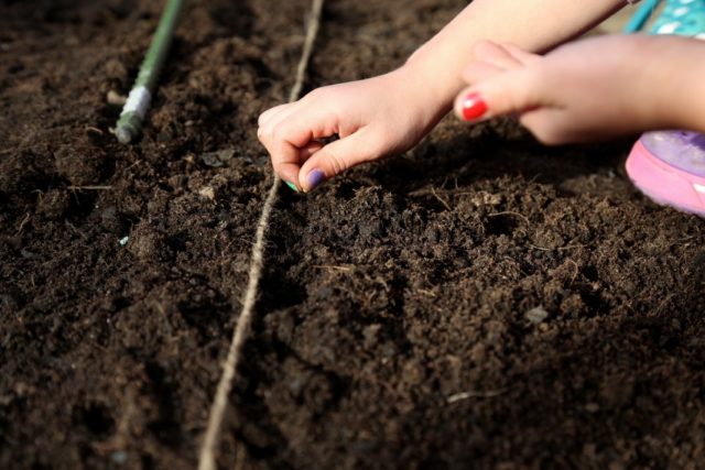 How and when to sow basil for seedlings