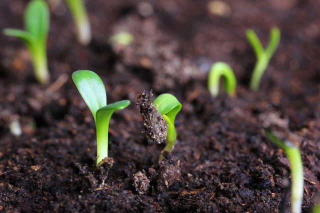 How and when to sow basil for seedlings