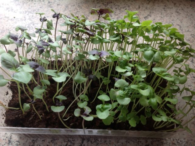 How and when to sow basil for seedlings