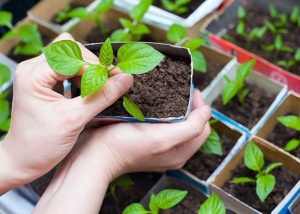 How and when to sow basil for seedlings