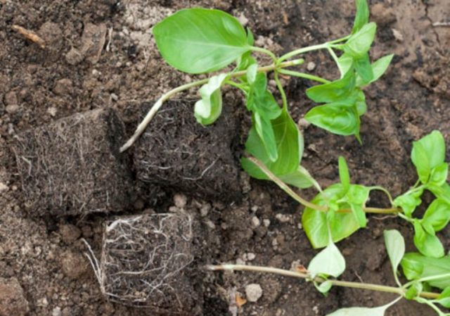 How and when to sow basil for seedlings