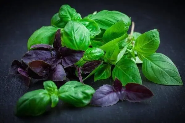 How and when to sow basil for seedlings