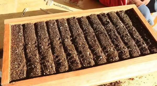 How and when to sow basil for seedlings