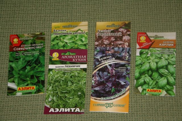 How and when to sow basil for seedlings