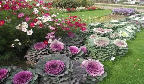 How and when to sow ornamental cabbage for seedlings