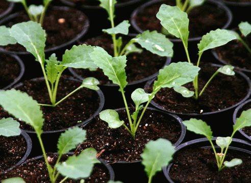 How and when to sow ornamental cabbage for seedlings