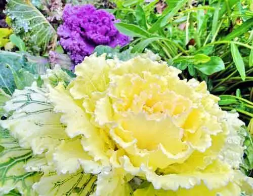 How and when to sow ornamental cabbage for seedlings