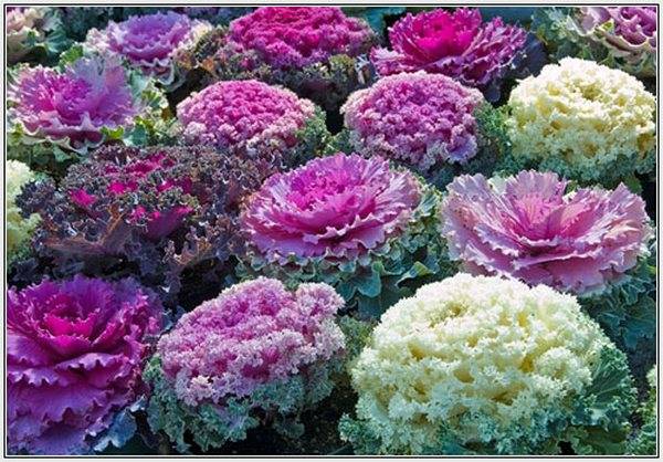 How and when to sow ornamental cabbage for seedlings