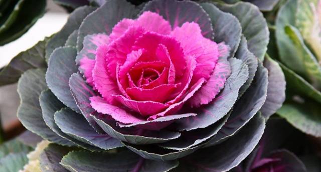 How and when to sow ornamental cabbage for seedlings