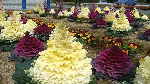 How and when to sow ornamental cabbage for seedlings