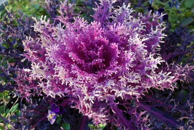 How and when to sow ornamental cabbage for seedlings