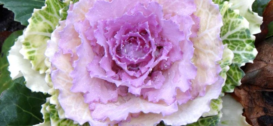 How and when to sow ornamental cabbage for seedlings