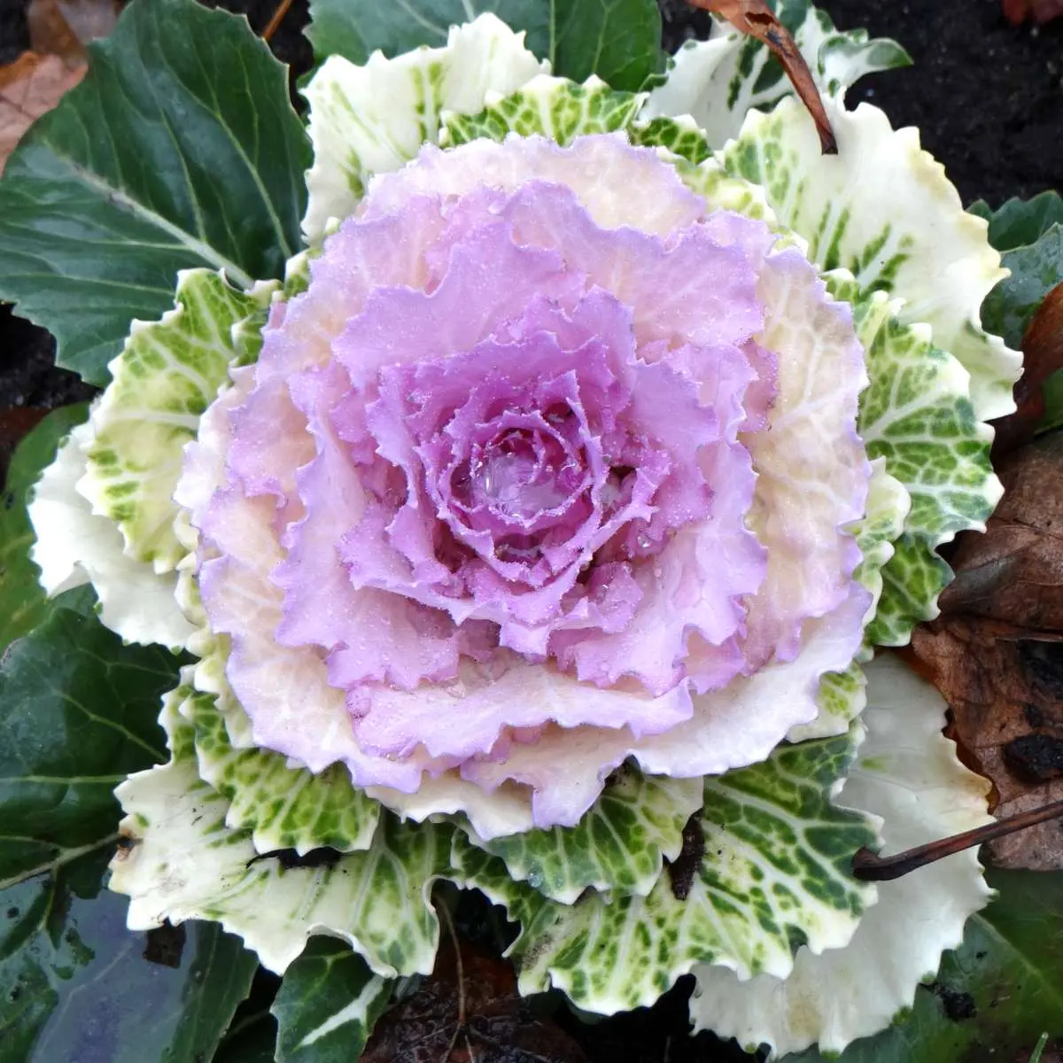 How and when to sow ornamental cabbage for seedlings