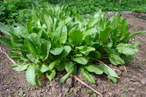 How and when to sow sorrel in the fall