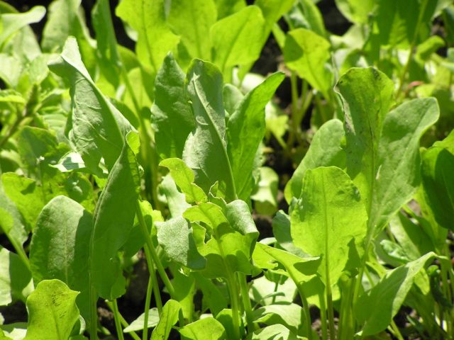 How and when to sow sorrel in the fall