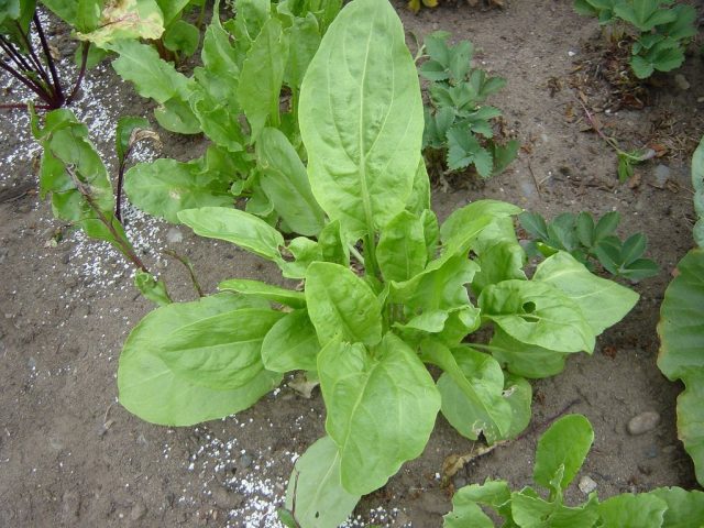 How and when to sow sorrel in the fall