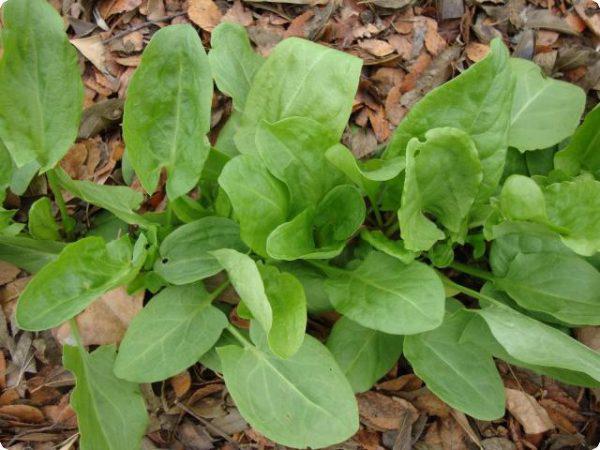 How and when to sow sorrel in the fall