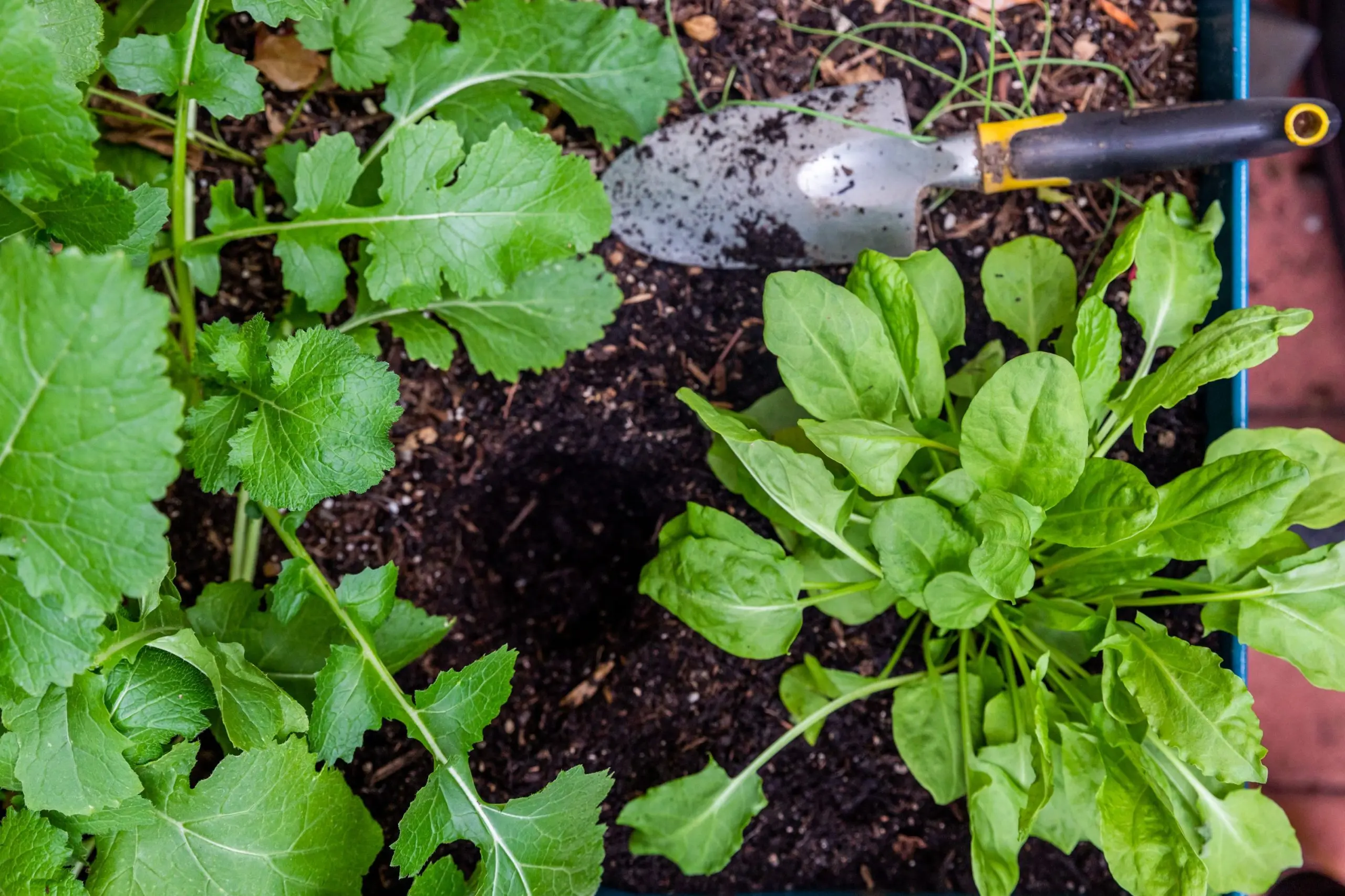 How and when to sow sorrel in the fall