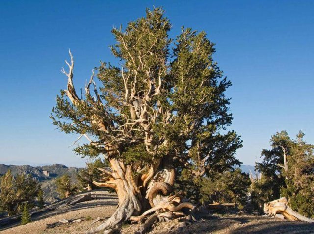 How and where does Methuselah pine grow?