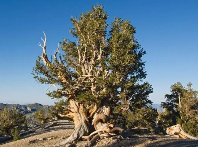 How and where does Methuselah pine grow?