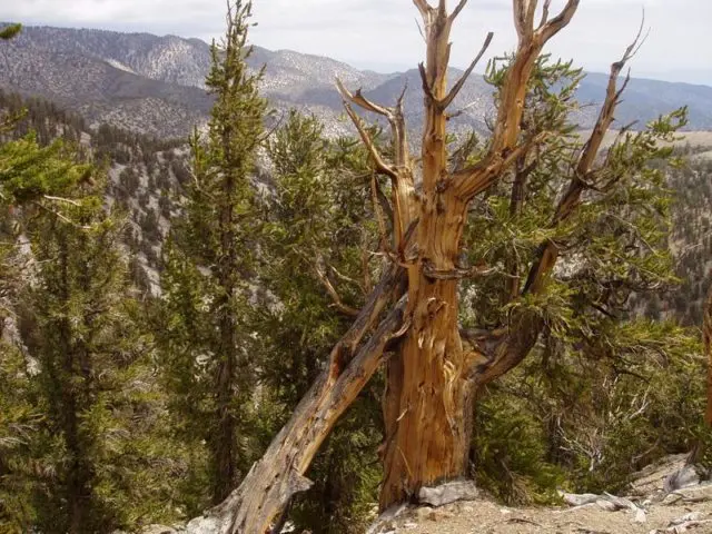 How and where does Methuselah pine grow?