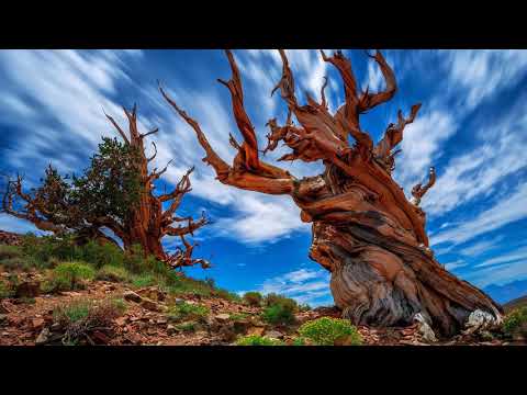 How and where does Methuselah pine grow?