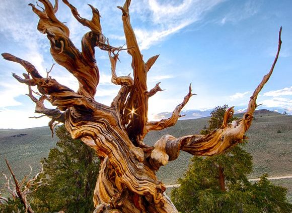 How and where does Methuselah pine grow?