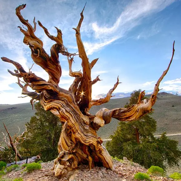 How and where does Methuselah pine grow?