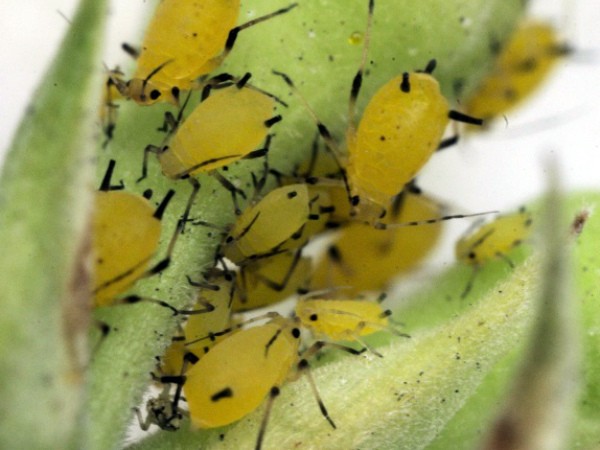 How are melons processed in order to prevent diseases?