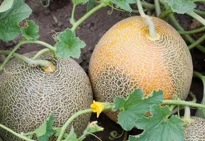 How are melons processed in order to prevent diseases?