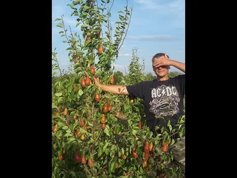 How are quince planted on pear, apple, mountain ash and other trees?