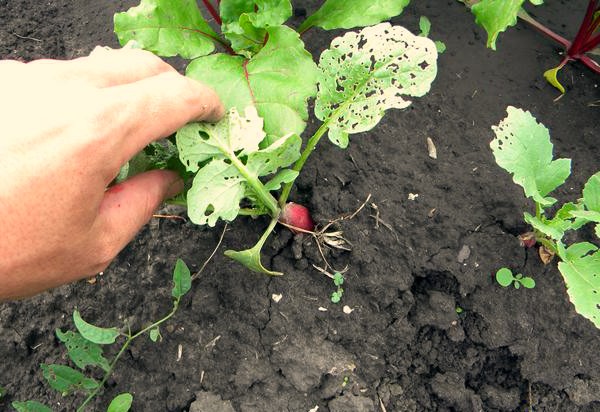 How are radishes treated for diseases and pests