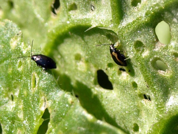 How are radishes treated for diseases and pests