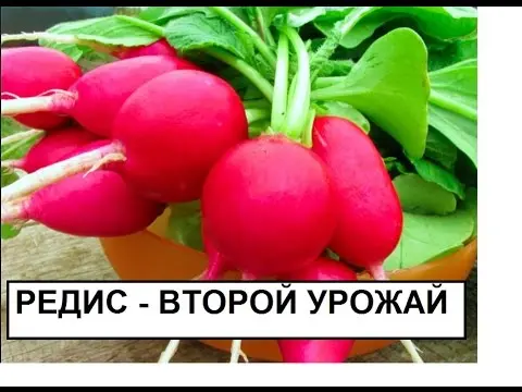 How are radishes treated for diseases and pests