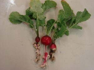 How are radishes treated for diseases and pests