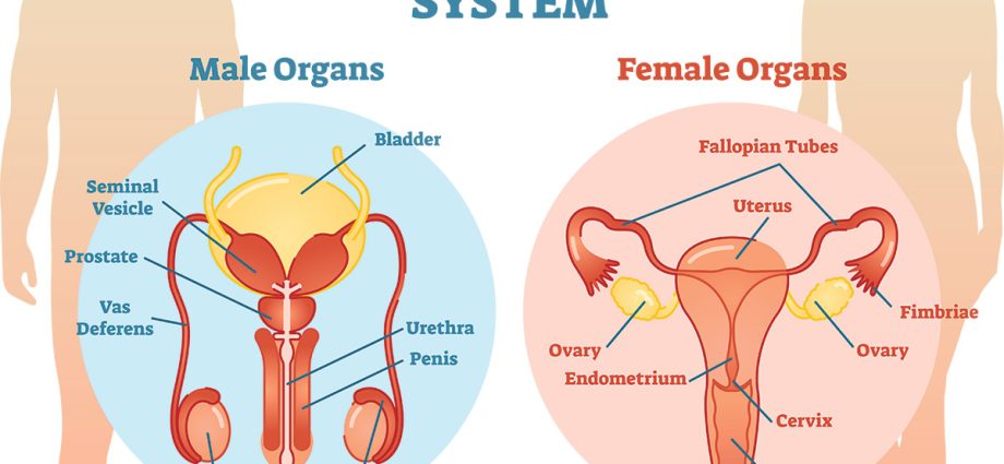 How are the reproductive organs examined?