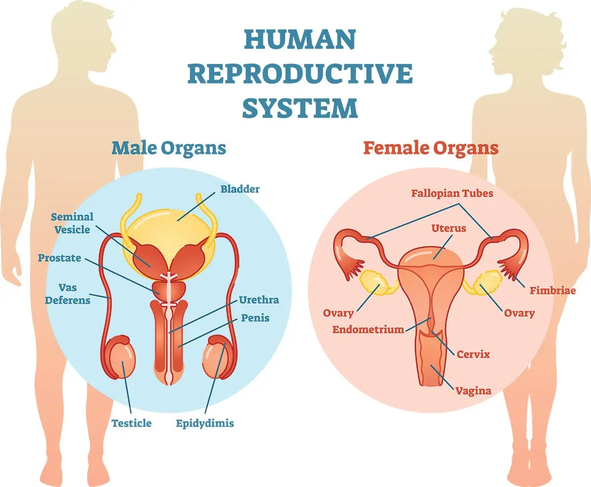 How are the reproductive organs examined?