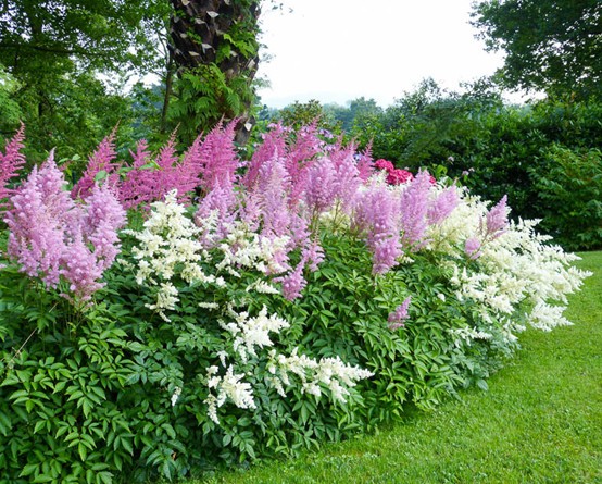 How astilba propagates by cuttings, dividing the bush