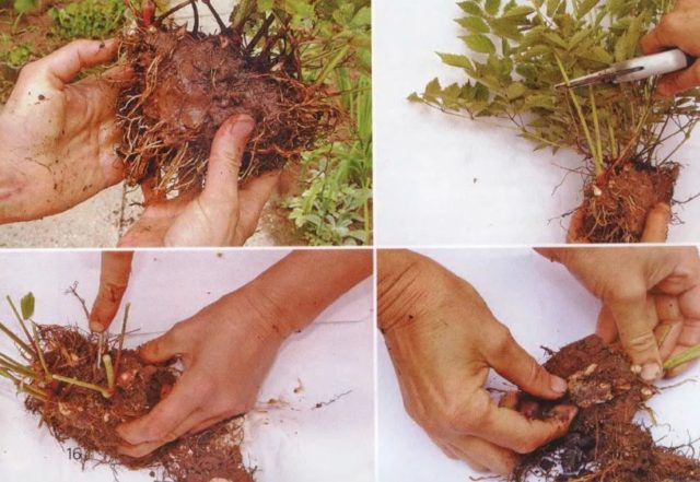 How astilba propagates by cuttings, dividing the bush