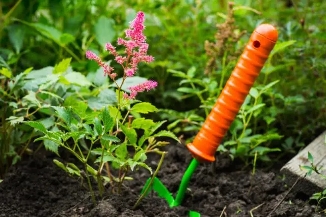 How astilba propagates by cuttings, dividing the bush