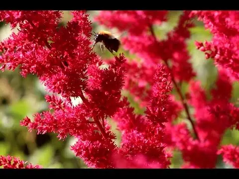 How astilba propagates by cuttings, dividing the bush