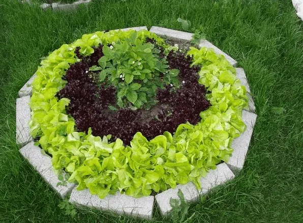 How beautiful it is to make beds in the garden + photo