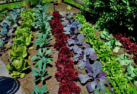 How beautiful it is to make beds in the garden + photo