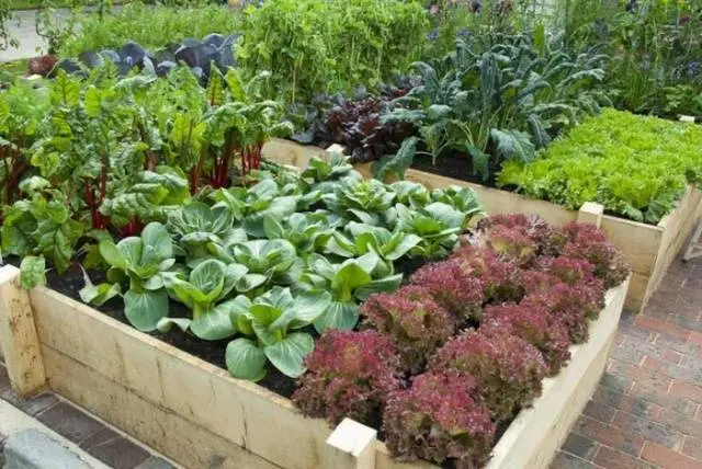 How beautiful it is to make beds in the garden + photo